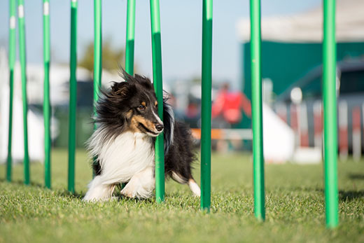 Tricolor Shetland sheepdog runs the slalom around green poles.