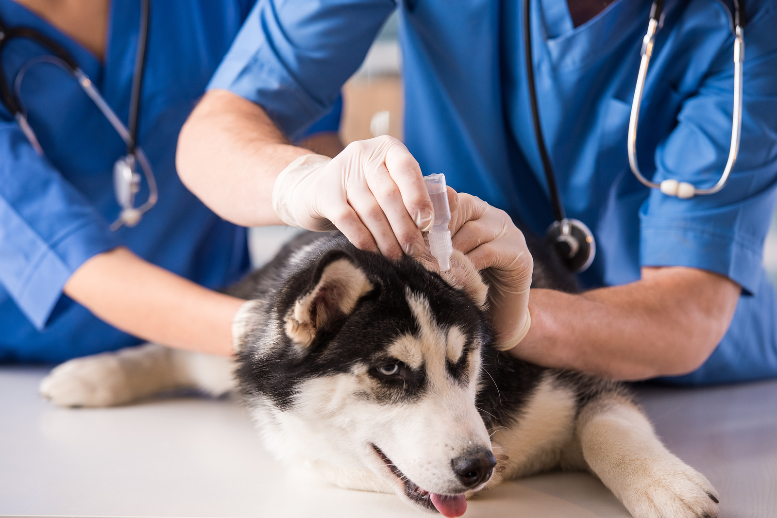 Veterinarians give a husky ear drops while sitting on lab table.
