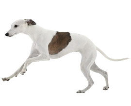 Dog image