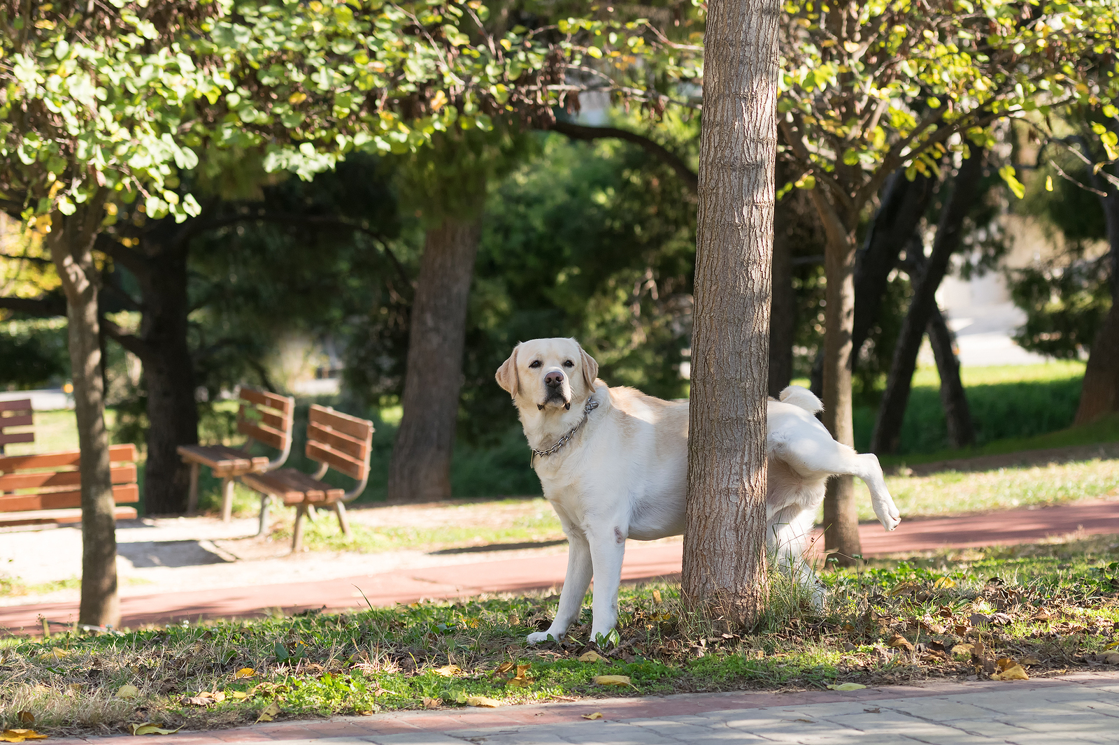 Yellow lab hiking leg to pee on a tree