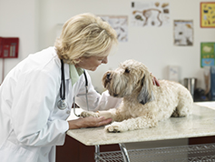 Dog and vet