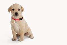 Dog image