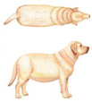 Weight 3