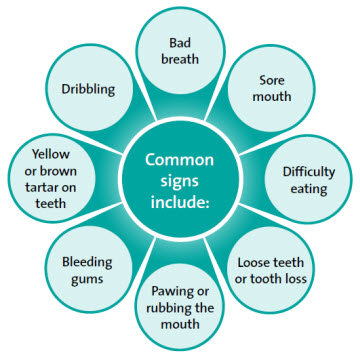 Common signs of dental disease
