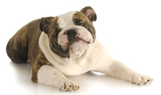 Overweight dog