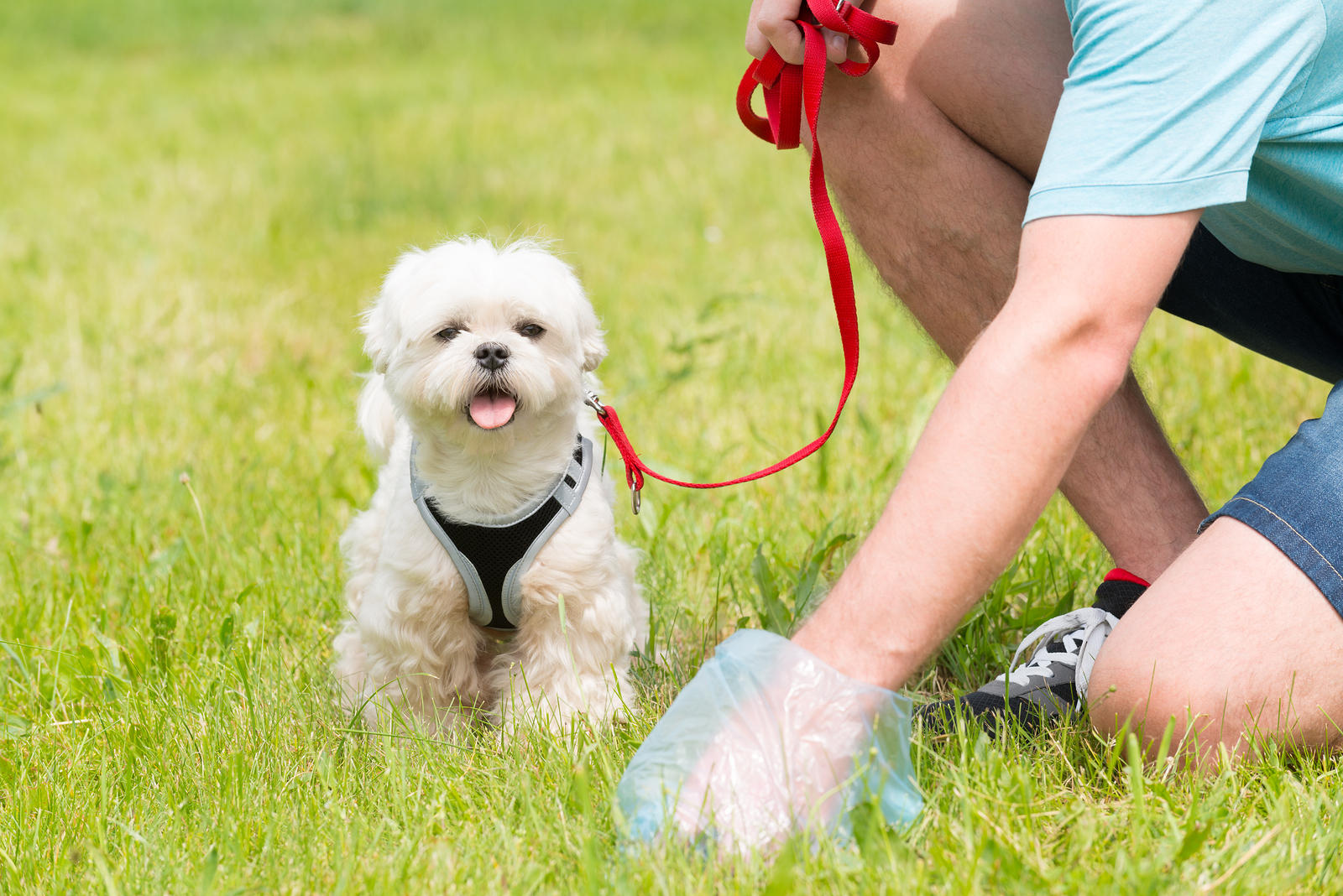 picking-up-dog-poop Owner cleaning up after the dog with plastic bag