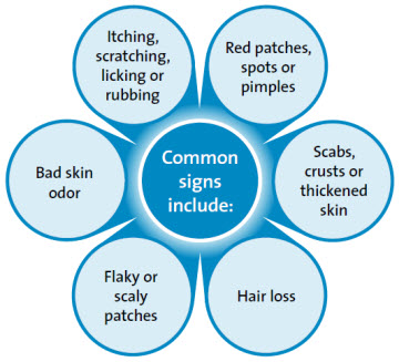 Common signs of dental disease