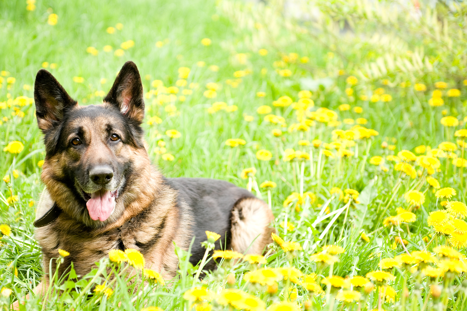 German Shepherd on the meadow with dandelions
