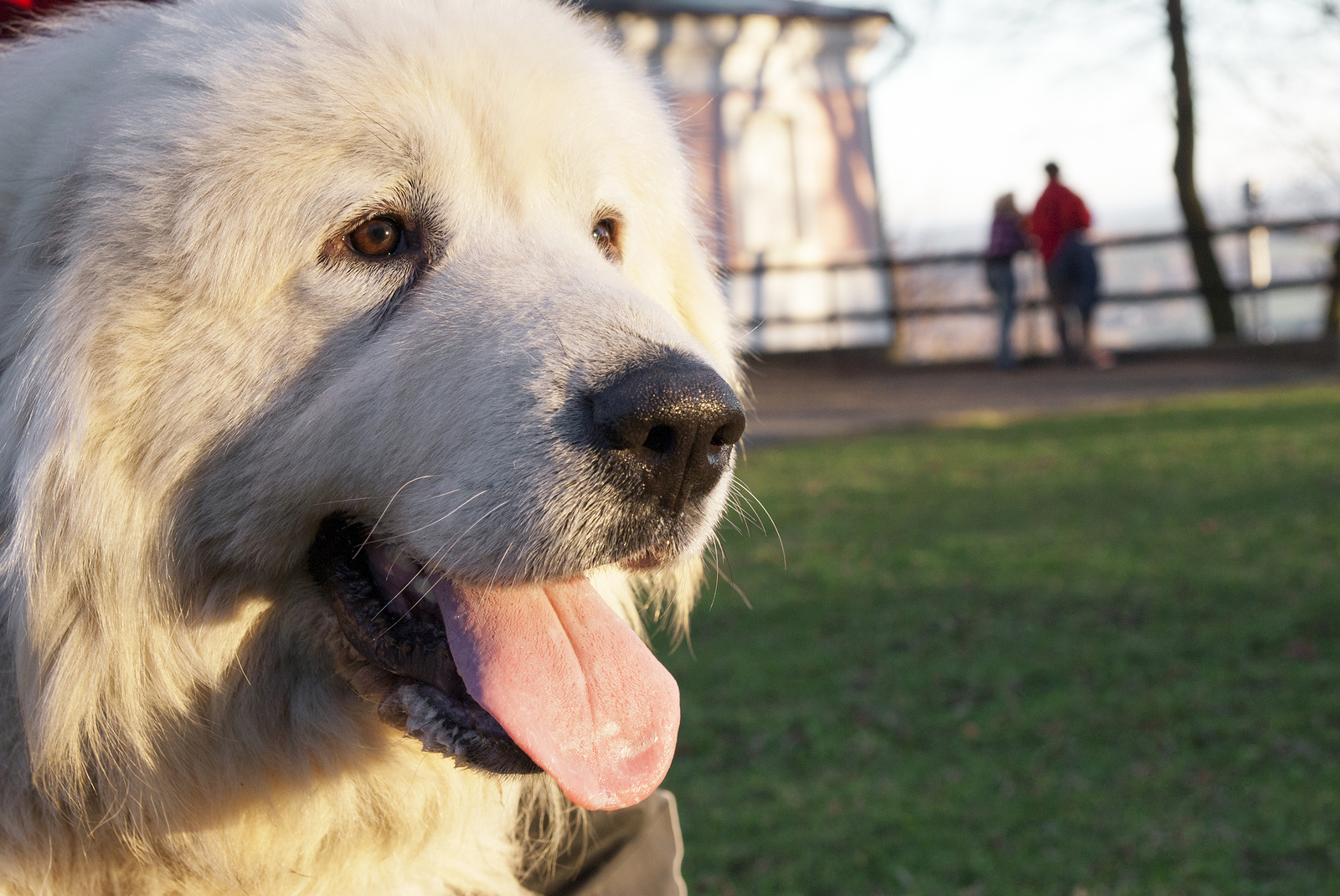 Portrait of Great Pyrenees Dog in nature. Happy couple in the background.