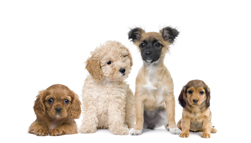 Group of puppy