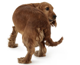 Dog image