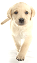 Dog image