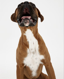 Dog health problems