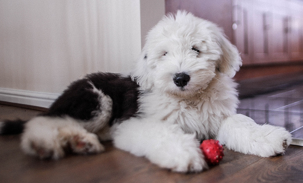 Old English Sheepdog puppy sitting on floor with a red ball