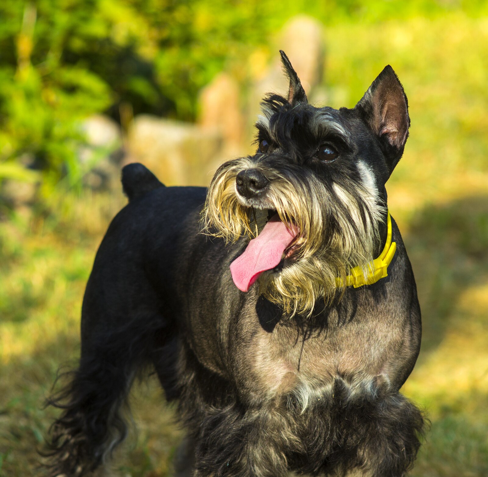 Gray Schnauzer in a yellow collar outdoors
