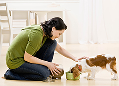 Dog eating