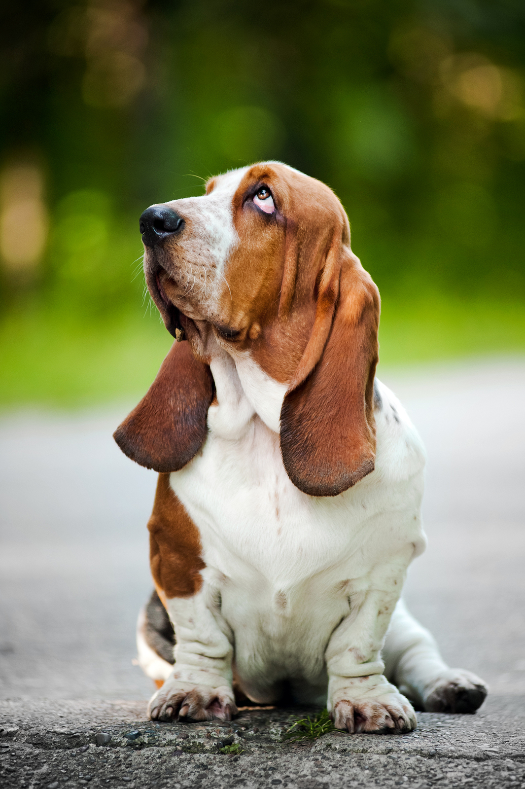Basset hound sitting and looking up