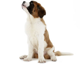 Dog image