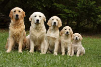 Dogs image