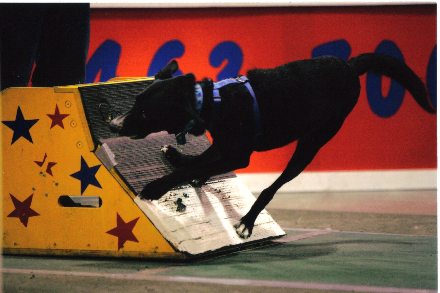 Black dog pushing off a competition wall.