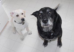 Dog rescue stories: Jasper, a black lab mix, and Liame, a yellow lab.