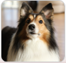 Dog image