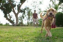 senior dog care basic