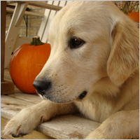 Dog image