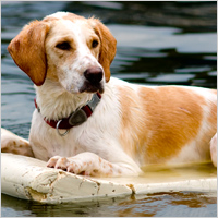 Adult dog on raft
