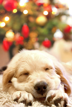 Holiday dog