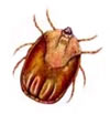 Tick