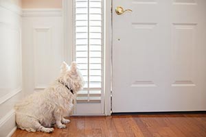 West Highland White Terrier waiting at the front door of a home