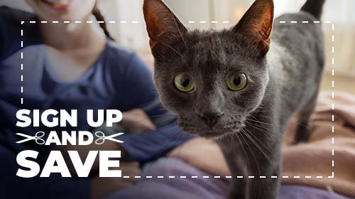 Sign up & save dog Sign up & save dog - pet playing