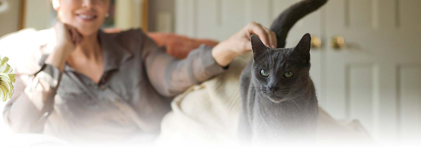 What Your Cat is Telling You with Their Tail | Hill's Pet
