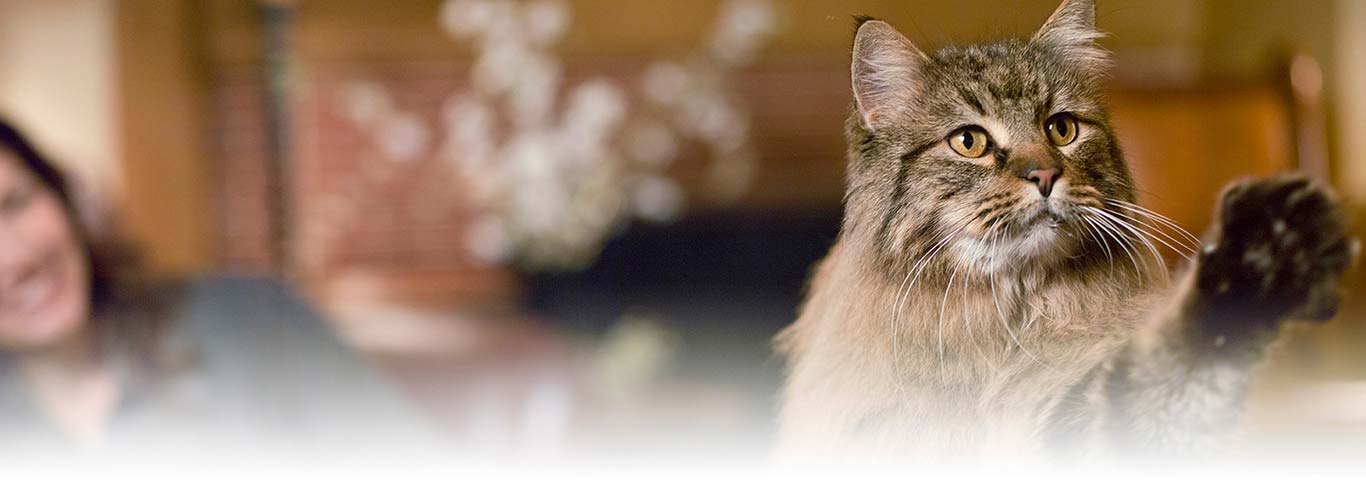 Understanding Why Cats Like to Scratch | Hill's Pet