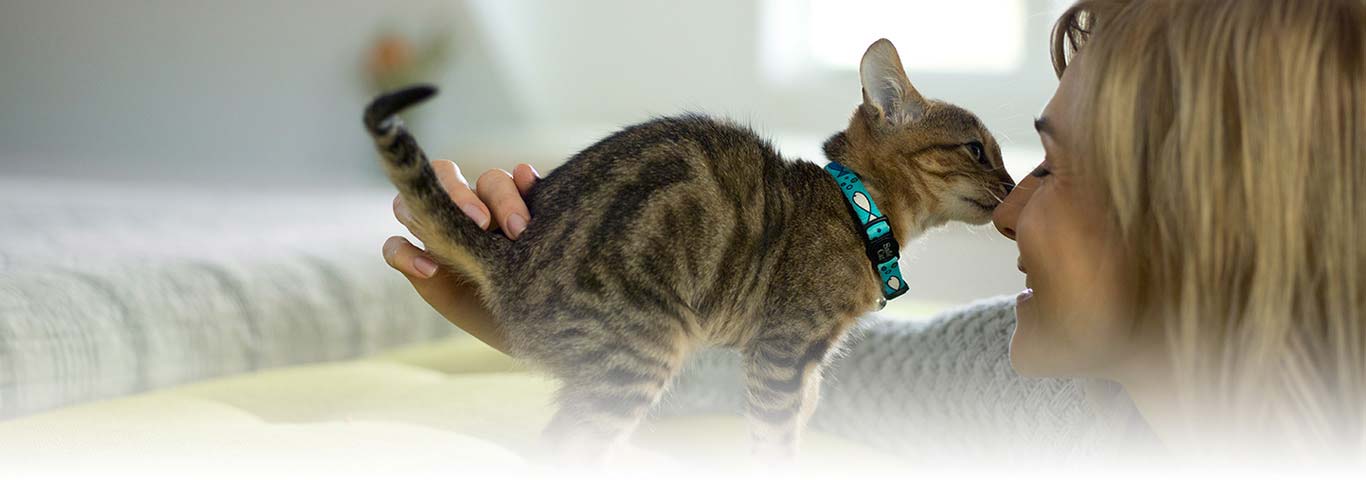Understanding Your Kitten's Behaviors | Hill's Pet