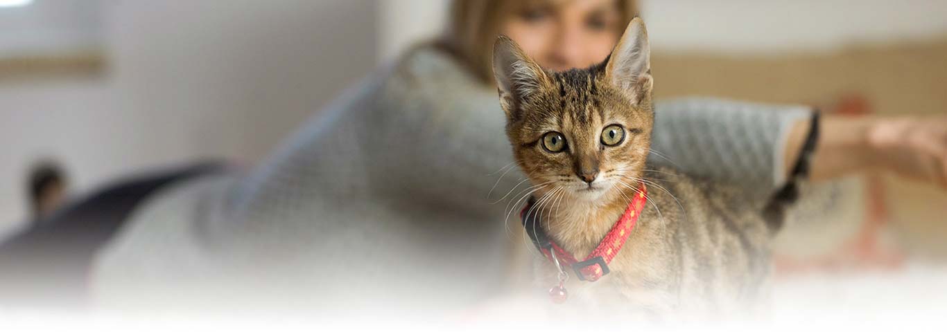 What is Cat Spraying - How to Deal With It | Hill's Pet