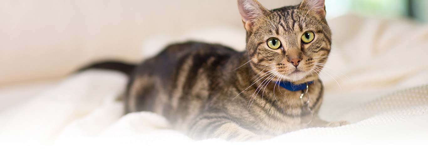 Understanding Your Cat's Grooming Habits | Hill's Pet