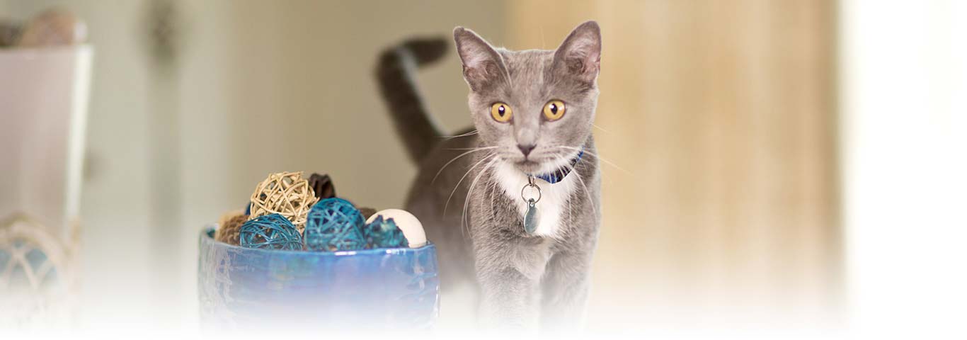 How Kittens' Needs Change as They Become an Adults | Hill's Pet