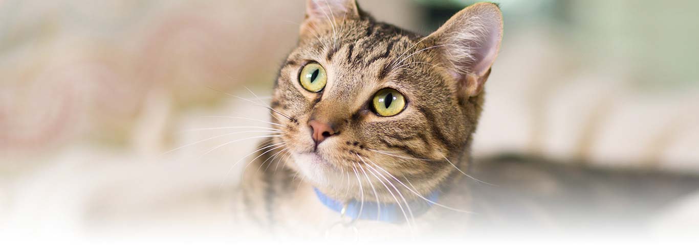Your Cat May Be Smarter Than You Think | Hill's Pet