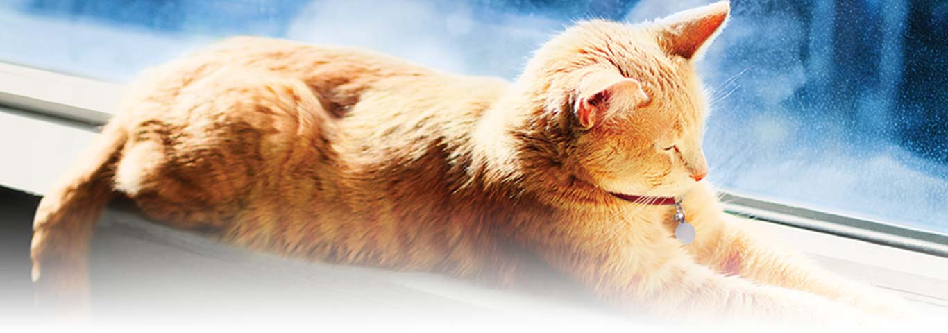 How Cats Grieve and Cope With Loss | Hill's Pet