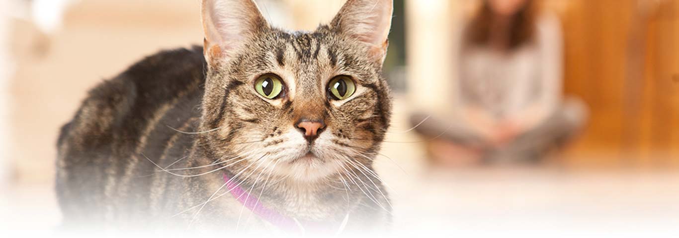 Understanding How Your Cat Uses Its Five Senses | Hill's Pet