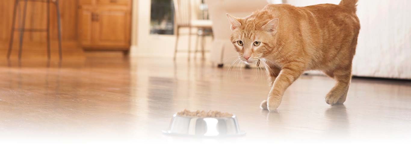 Cat's Natural Feeding Behavior | Hill's Pet