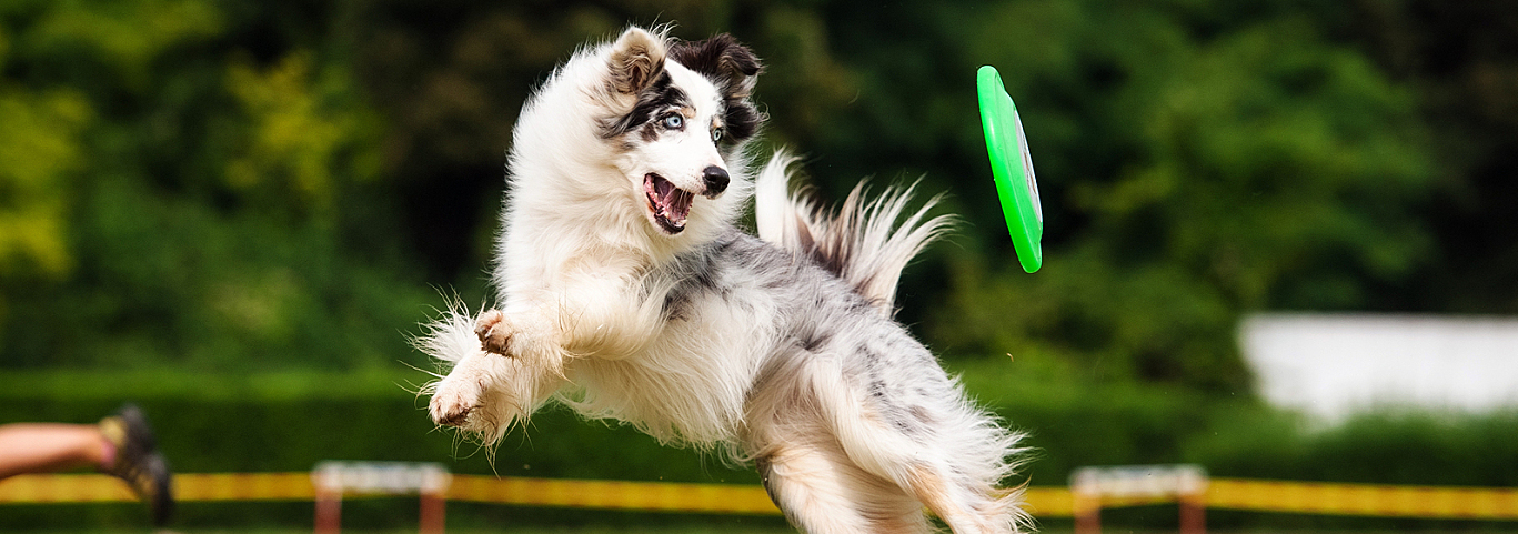 Border Collie Dog Catching Frisbee In Jump