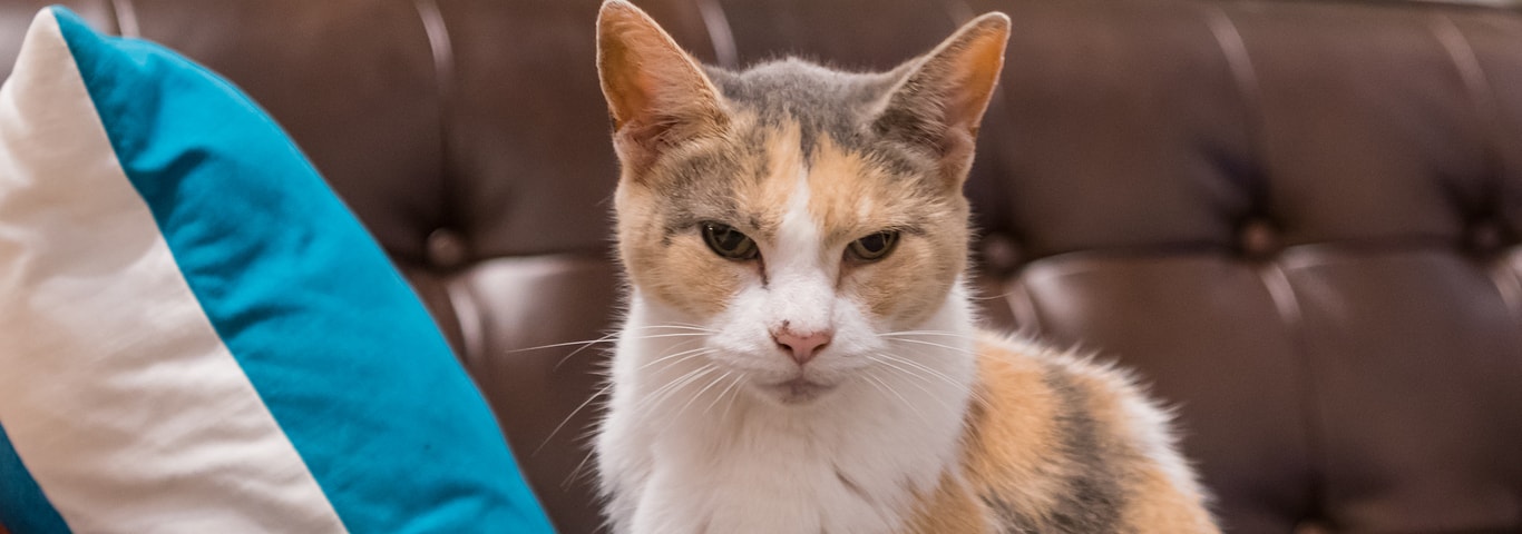 Common Signs of Aging in Senior Cats | Hill's Pet