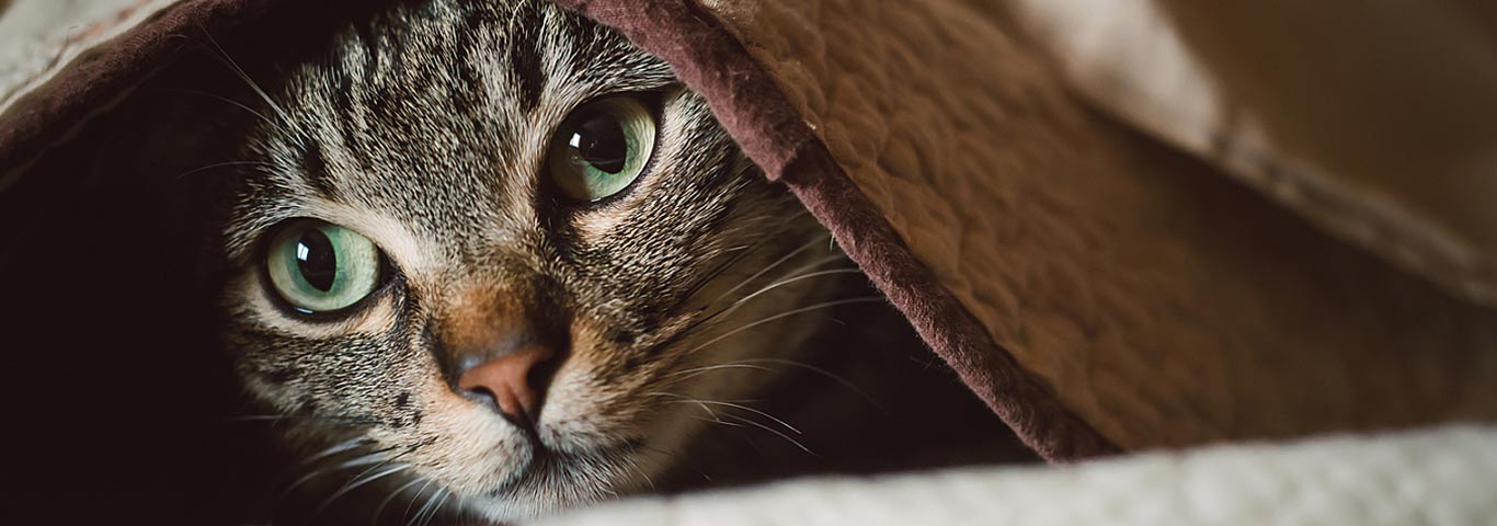 Weird Cat Behaviors Explained | Hill's Pet