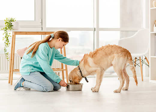 Cheerful owner feeding cute dog in light room