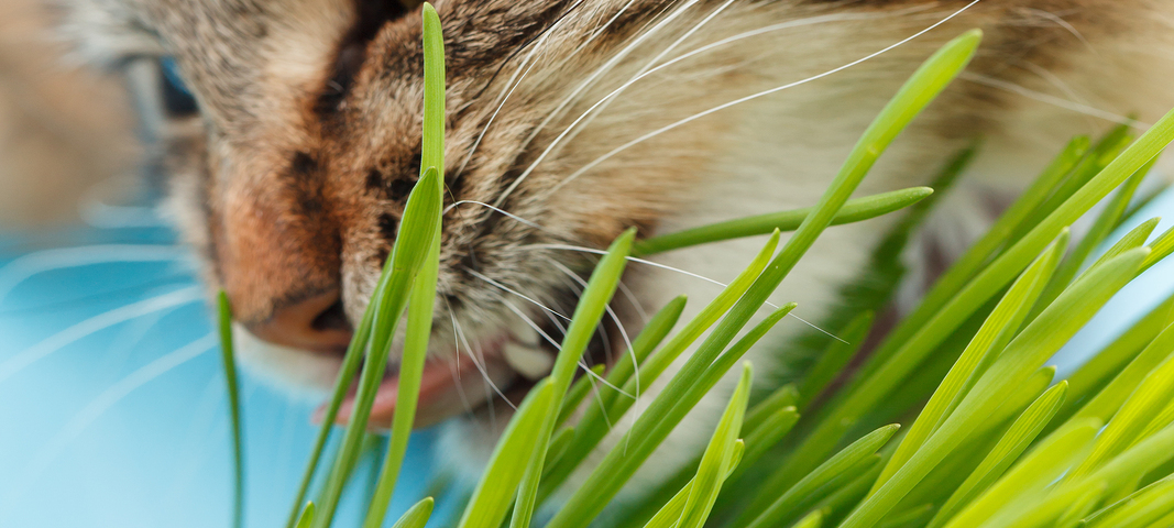 Why Do Cats Eat Grass? | Hill's Pet