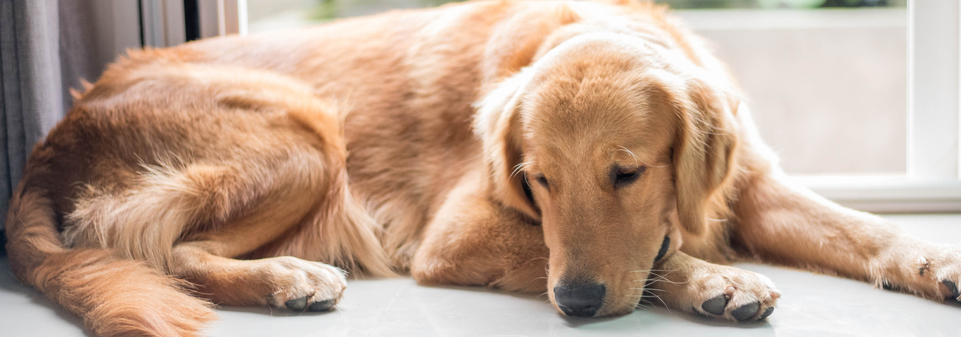 Golden Retriever Dog