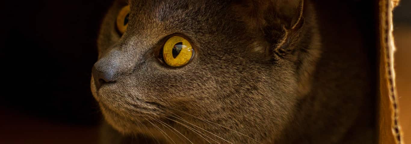 Hide and Seek: Is Your Cat Hiding from You? | Hill's Pet